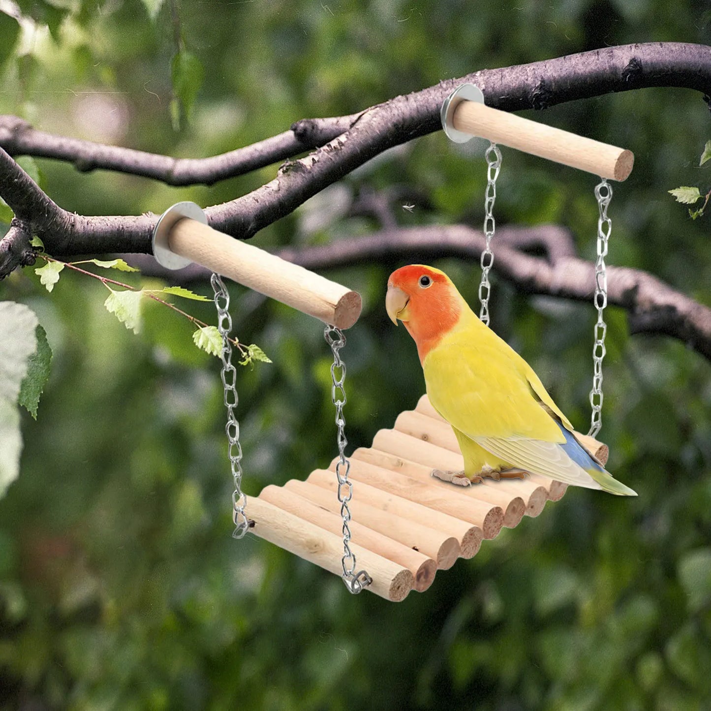 Bird Parrot Ladder Perch