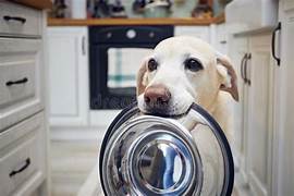 How much should you feed your dog?
