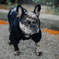 Pet Dog Hoodies Autumn and Winter Season