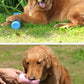 Portable Dog Water Bottle for Dogs
