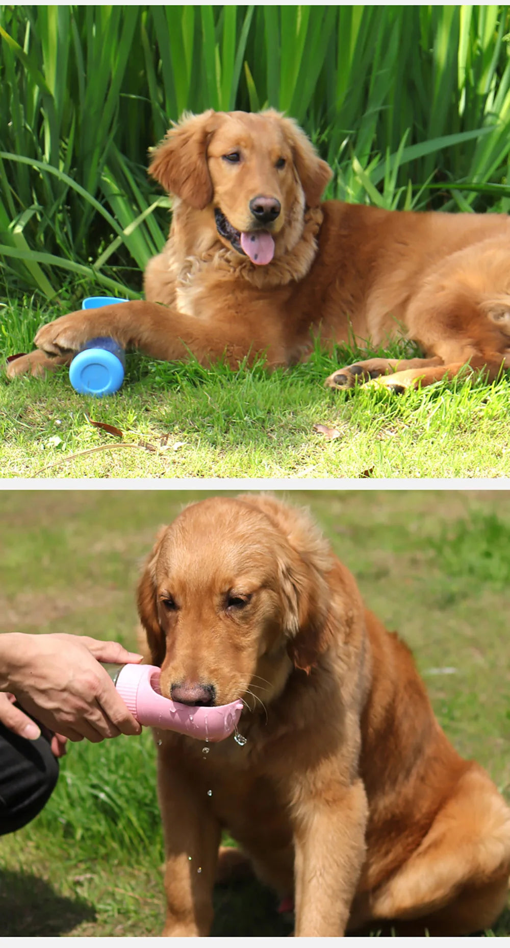 Portable Dog Water Bottle for Dogs