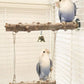 Wood Parrot Stand Pole Double Layer Toy for Bird