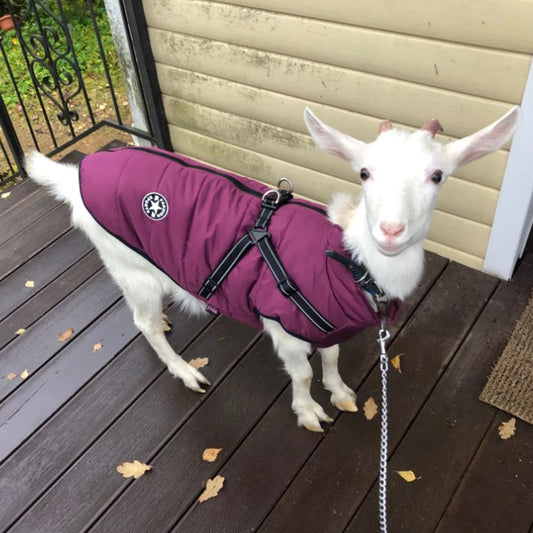 Pet Dog Jacket With Harness