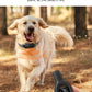 Electric Dog Training Collar
