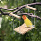 Bird Parrot Ladder Perch