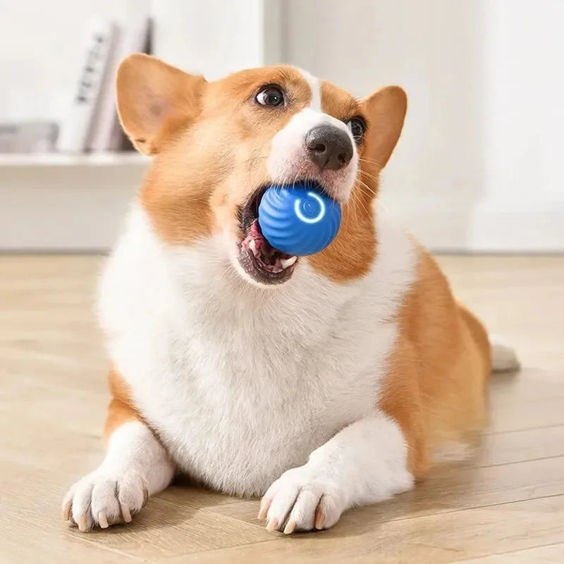 Pet Toy Moving Ball