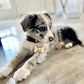 Custom Wooden Dog ID Tag