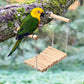 Bird Parrot Ladder Perch