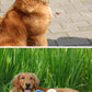 Portable Dog Water Bottle for Dogs